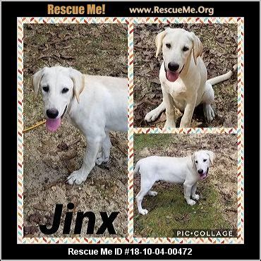 Jersey Dog Rescue