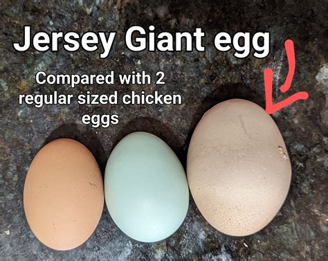 jersey giant egg size