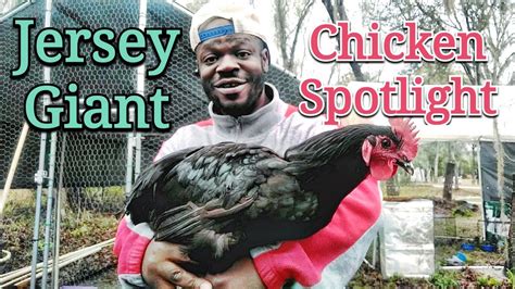 Jersey Giant Off Spotify