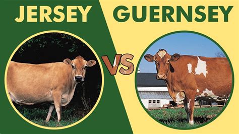jersey vs guernsey cow