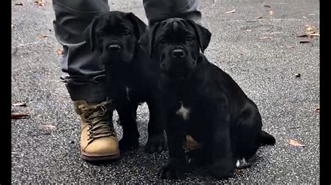 jet black cane corso