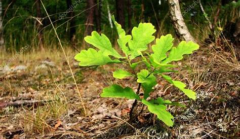 Une jeune pousse de chêne de germination un gland gros