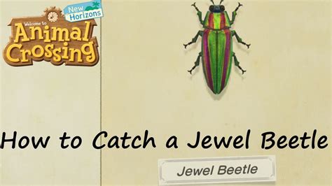 How to catch a Jewel Beetle in Animal Crossing New