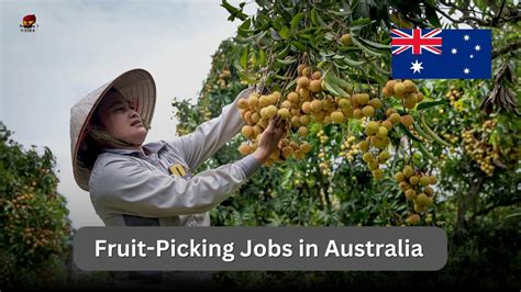 job search australia fruit picking