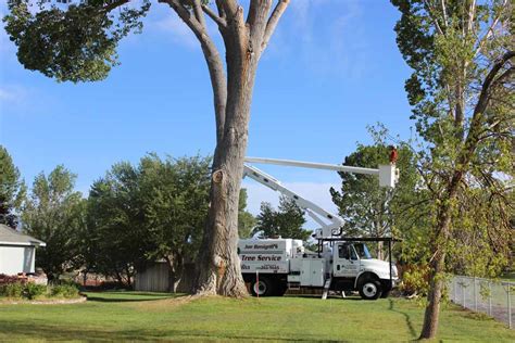 joe benigno tree service