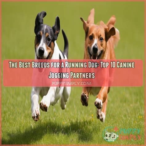 Jogging Dog Breeds
