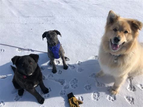 Jogging Dog Cochrane