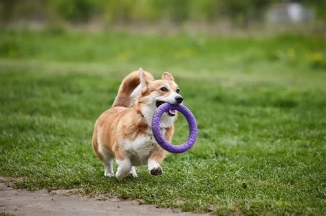 jogos de de cachorro