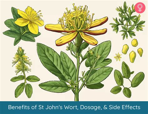 Understanding John Wort Side Effects: What You Need to Know Before Taking It