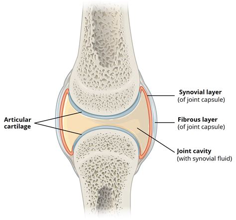 Joint Capsule Function