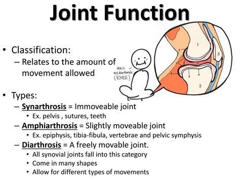 Joint Function Definition