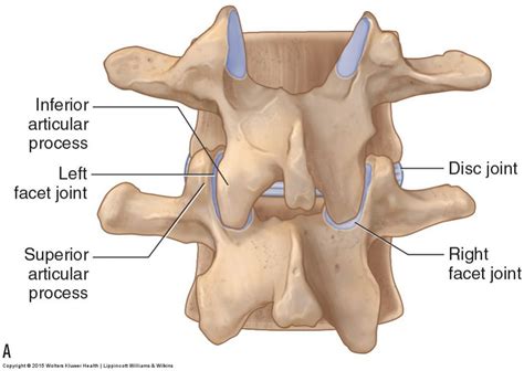 Joint Function Spine