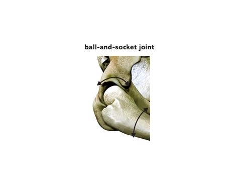 joint meaning in english oxford