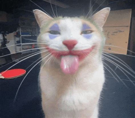 Joker Cat