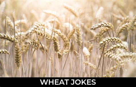 Jokes About Wheat