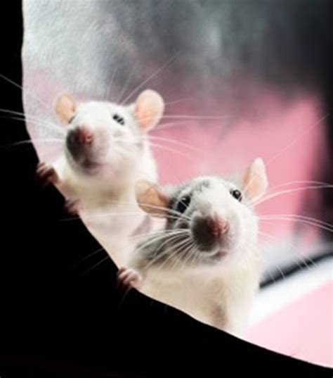 jolla campbell sofey peta