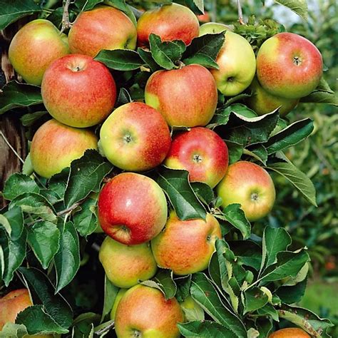 Jonagold Apple Crisp