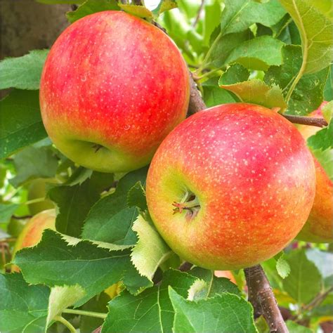 Jonagold Apple Tree Review
