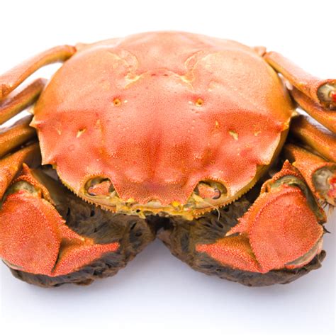 Jonah Crab Images