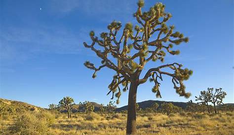 A look at Joshua Tree and Death Valley 25 years after they became