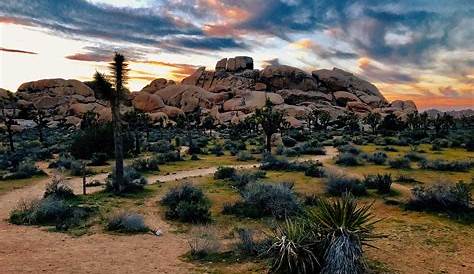 10 Cool Facts About Joshua Tree National Park