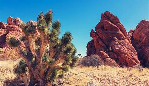 Red Rock Canyon A to Z: J is for Joshua Trees | Red Rock Canyon Las Vegas