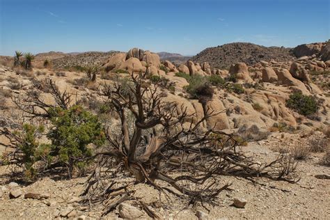 Joshua Tree Ca Elevation