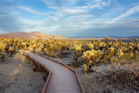 Cholla cactus garden in Joshua Tree National Park, California, USA Stock Photo Alamy