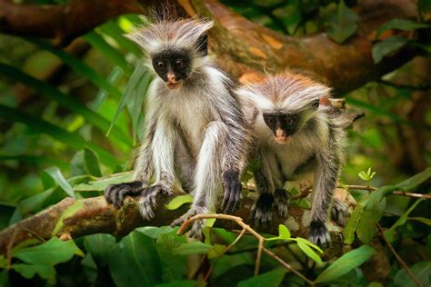 jozani forest tour FAQ