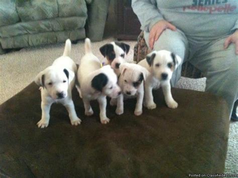 jrtca puppies for sale