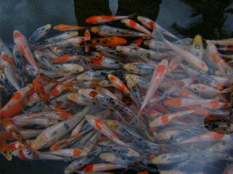 Jual Bibit Ikan Koi Kualitas Super Harga Termurah