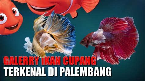 Bisnis Budidaya Ikan Cupang Hias di Palembang Tembus