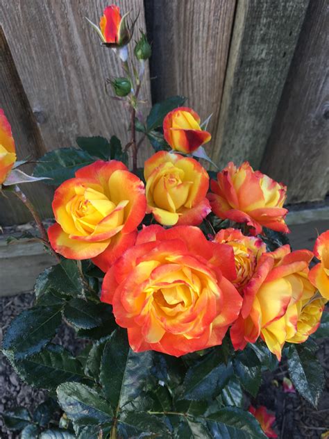 judy garland rose bushes