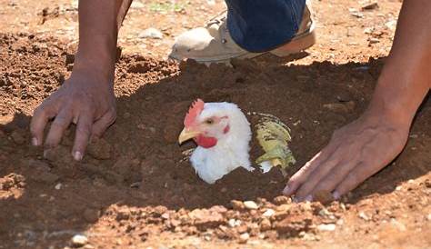 Gallos y gallinas también pueden ser compañeros – Prensa Libre