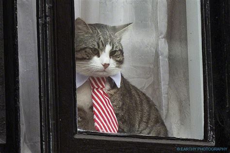 julian assange embassy cat