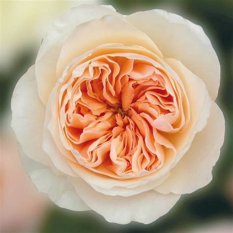 Juliet Roses: The Elegant Blooms Transforming Garden Trends
