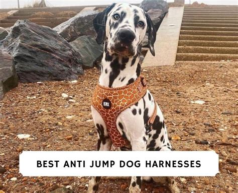 Jump Dog Harnesses