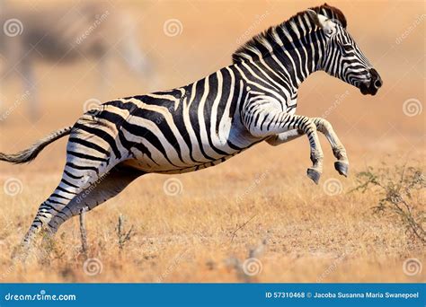 Jump On Zebra