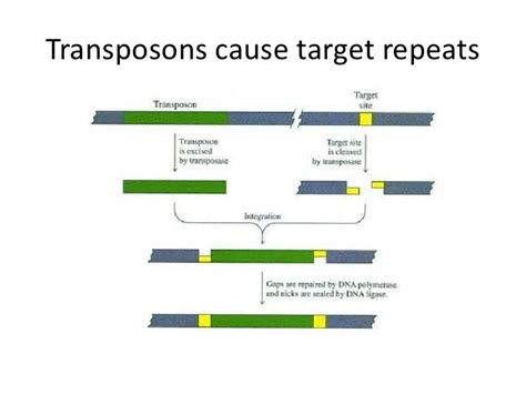 Jumping Genes Are Transposons