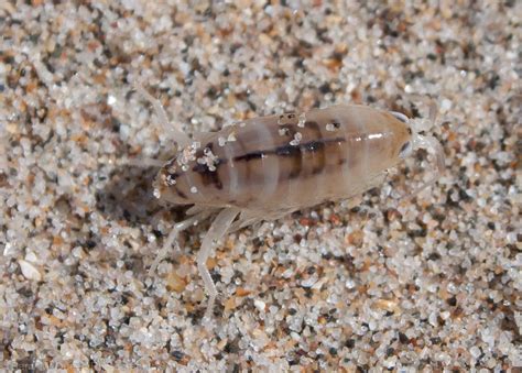 Jumping Insects On Beach Uk
