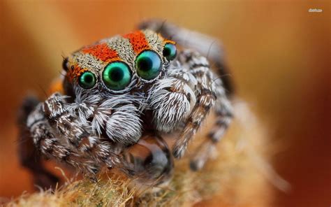 Jumping Spider Close Up