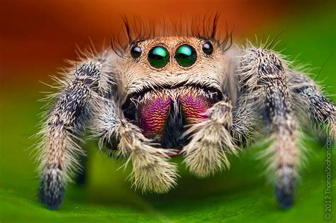 Jumping Spider Face