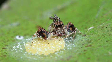 Jumping Spider Hatching