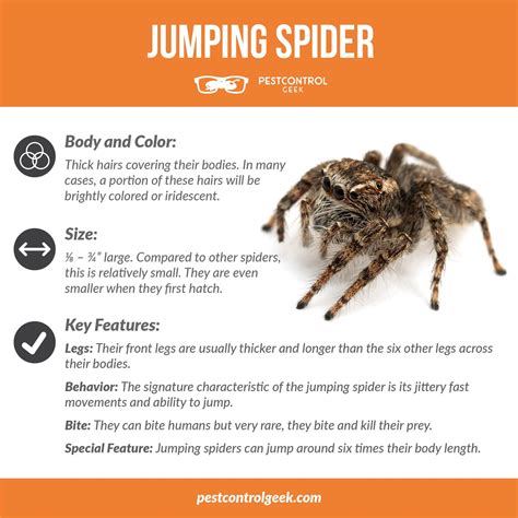 Jumping Spider Venom Type