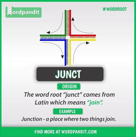 junc root meaning
