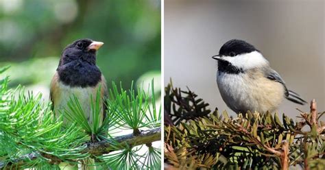 10 Things junco vs chickadee 11 key differences fascinating bird insights
