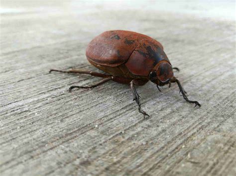 June Bug Alberta