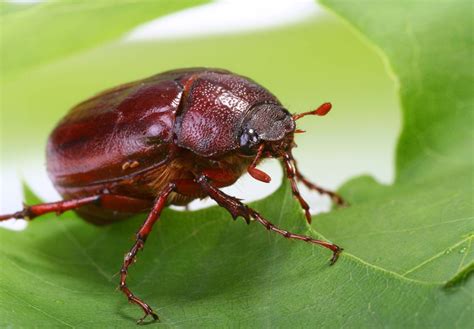 June Bug Insect