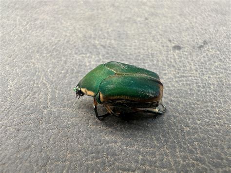 June Bug Kentucky