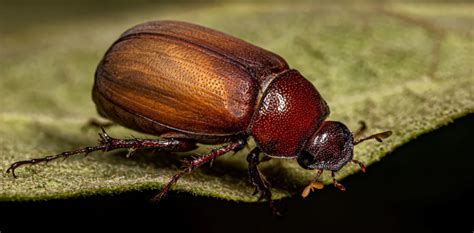 June Bug On A String Meaning
